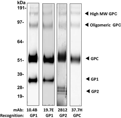 Adjuvants Differentially Modulate the Immunogenicity of Lassa Virus Glycoprotein Subunits in Mice
